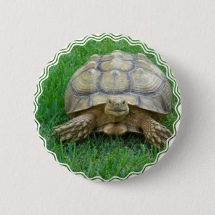 Tortoise Round Button