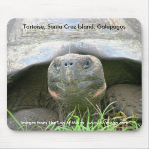 Tortoise, Santa Cruz Island, Galapagos Muismat