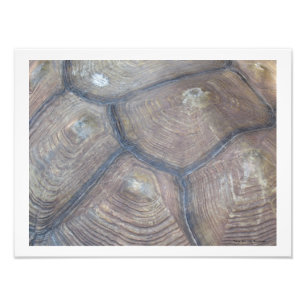Tortoise Shell Foto van Linda Becker Afdruk