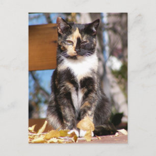 Tortoise Shell kitten 1 Briefkaart