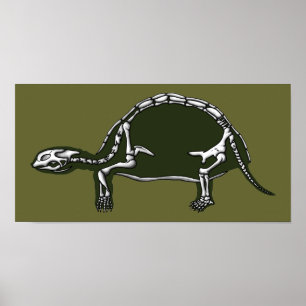 tortoise skelet poster
