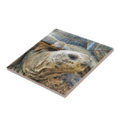 TORTOISE TEGELTJE (Zijkant)