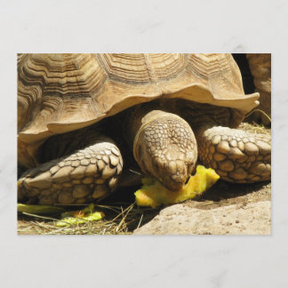 Tortoise-uitnodigingen Kaart