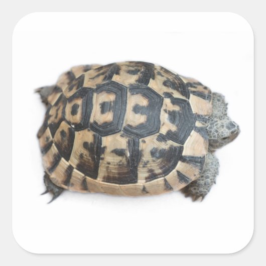 Tortoise Vierkante Sticker (Voorkant)