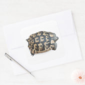 Tortoise Vierkante Sticker (Envelop)