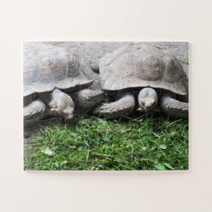 Tortoises Legpuzzel