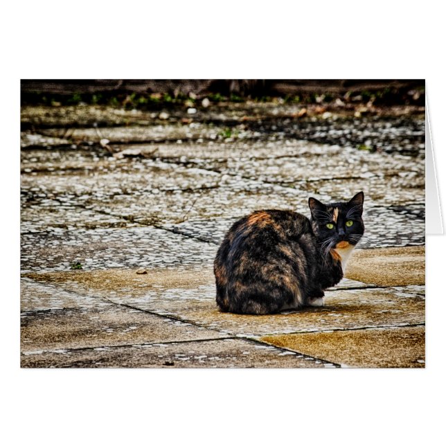 Tortoiseshel Cat (Voorkant Horizontaal)
