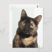 Tortoiseshel Cat Briefkaart (Voorkant / Achterkant)