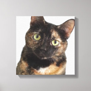 Tortoiseshel Cat Canvas Afdruk
