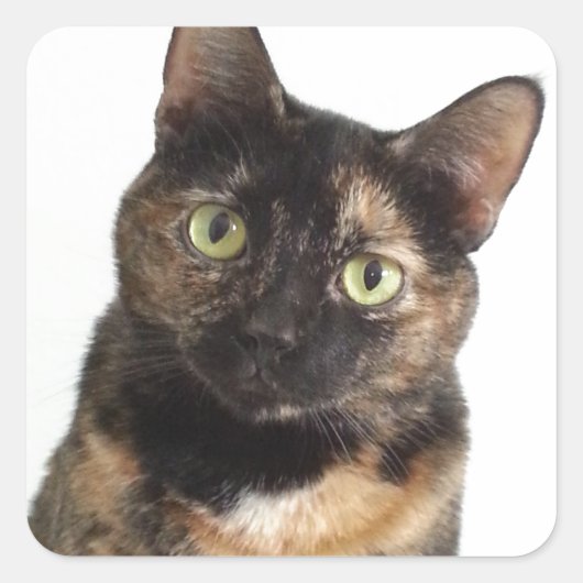 Tortoiseshel Cat Vierkante Sticker (Voorkant)