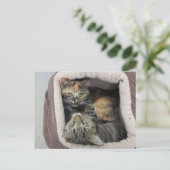 Tortoiseshel en tabby Cats Briefkaart (Staand voorkant)
