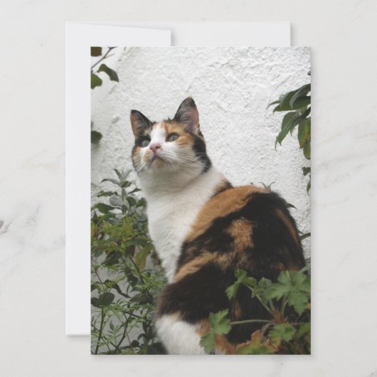 Tortoiseshel en witte kat (Voorkant)