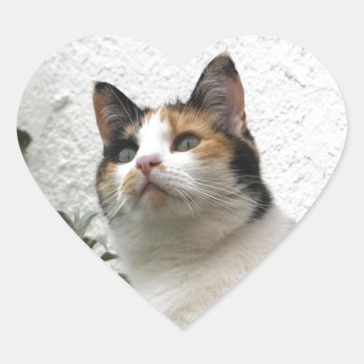 Tortoiseshel en witte kat hart sticker (Voorkant)