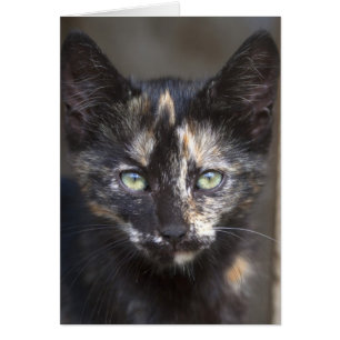Tortoiseshel Kitten
