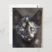 Tortoiseshel Kitten Briefkaart (Voorkant / Achterkant)