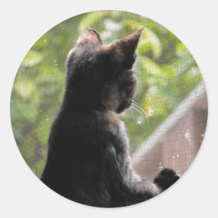 Tortoiseshel Kitten Sticker