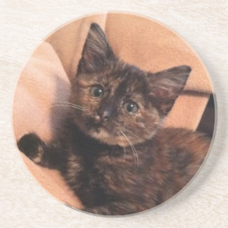 Tortoiseshel, Tortie, Tortie Kitten, Kitten, Cat, Zandsteen Onderzetter