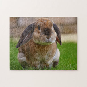 Tortoiseshel Velveteen Holland Lop Bunny Rabbit Legpuzzel