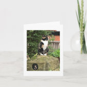 Tortoiseshell and White Calico Cat Kaart (Voorkant)