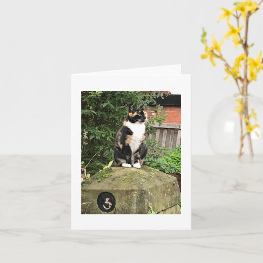 Tortoiseshell and White Calico Cat Kaart (Gele Bloem)