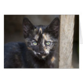 Tortoiseshell Kitten (Devant horizontal)