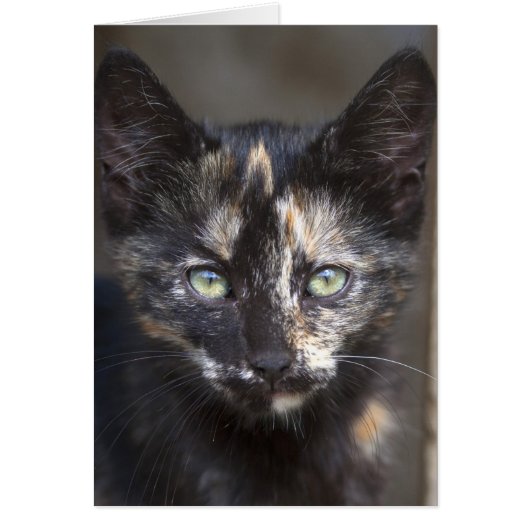 Tortoiseshell Kitten (Devant)