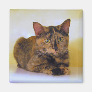 Tortoiseshell Kitten Magnet Magneet