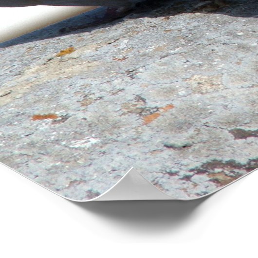 Tórtolas in Betancuria. Fuerteventura. Poster (Hoek)