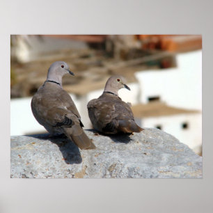 Tórtolas in Betancuria. Fuerteventura. Poster