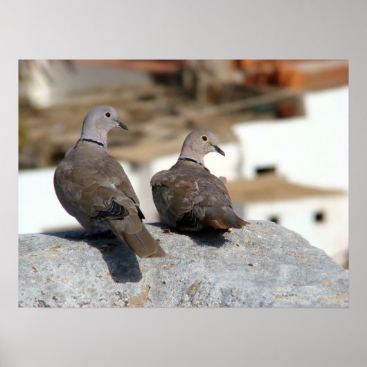 Tórtolas in Betancuria. Fuerteventura. Poster (Voorkant)