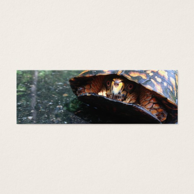 Tortue (Devant)