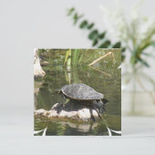 Tortue à une invitation de roche (Debout devant)