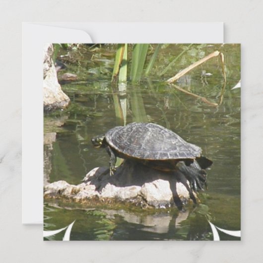 Tortue à une invitation de roche (Devant)