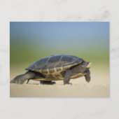 Tortue / Amphibien / Reptile Closeup Carte postale (Devant)
