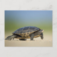 Tortue / Amphibien / Reptile Closeup Carte postale