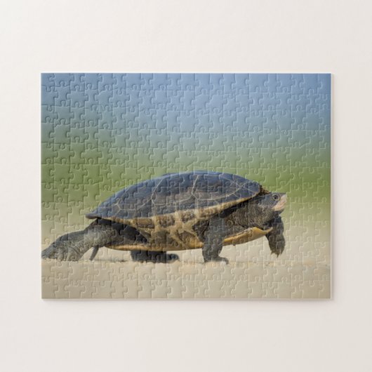 Tortue / Amphibien / Reptile Closeup Photo Puzzle (Horizontal)