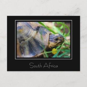Tortue angulée Afrique du Sud Carte postale