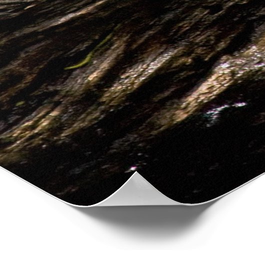 Tortue assise sur une affiche (Coin)