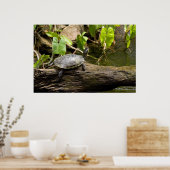 Tortue assise sur une affiche (Cuisine)