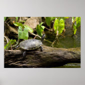 Tortue assise sur une affiche (Devant)