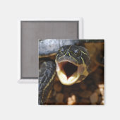 Tortue avec aimant ouvert à la bouche (Recto/Verso)