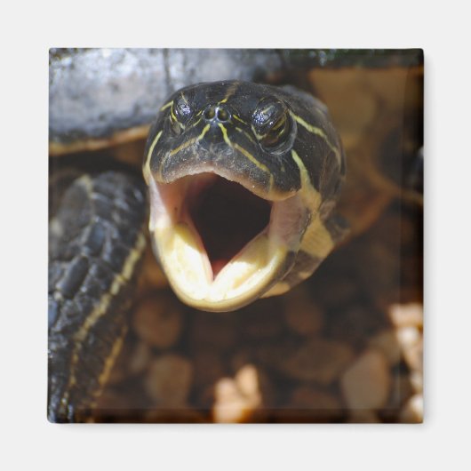 Tortue avec aimant ouvert à la bouche (Devant)
