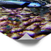 Tortue avec Poster (Coin)