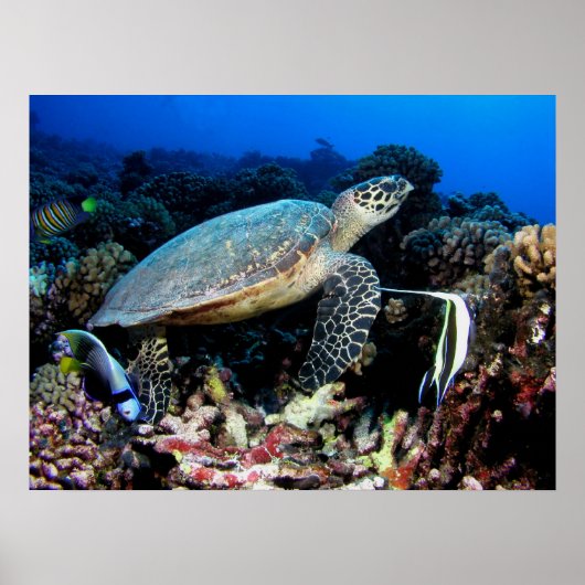 Tortue avec Poster (Devant)