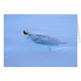 Tortue Dans L'Étang