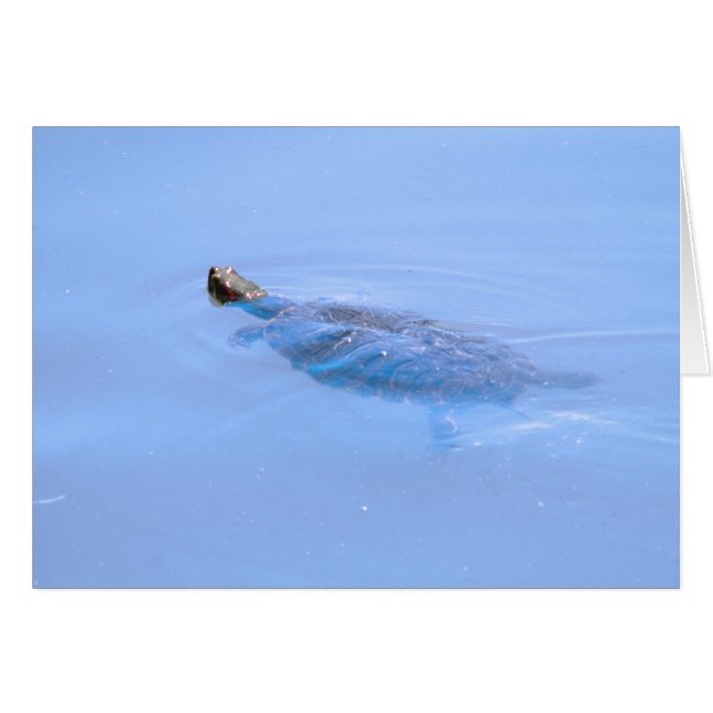 Tortue Dans L'Étang (Devant horizontal)