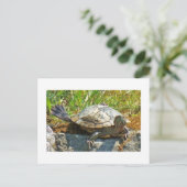 Tortue dansante - Carte postale (Debout devant)