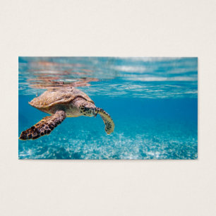 Tortue de mer