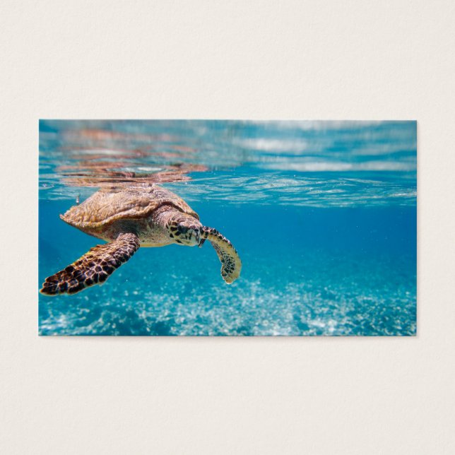 Tortue de mer (Devant)