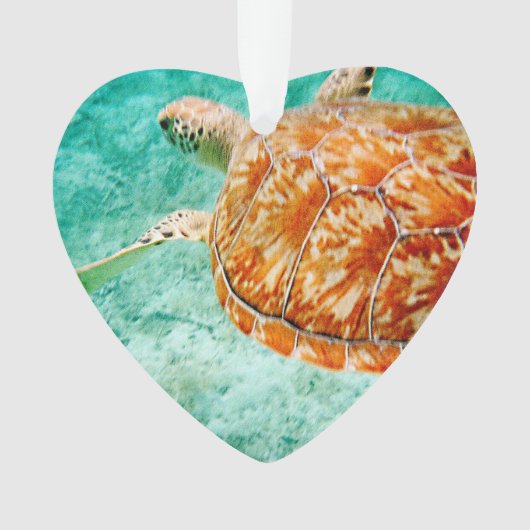 Tortue de mer (devant)